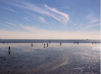 Nordfriesisches Wattenmeer - Wattläufer in St. Peter-Ording