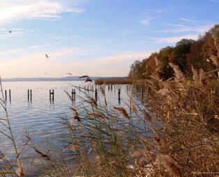 Am grossen See - Das Steinhuder Meer